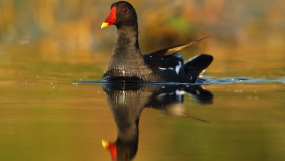 Găinușa de baltă (Gallinula chloropus)