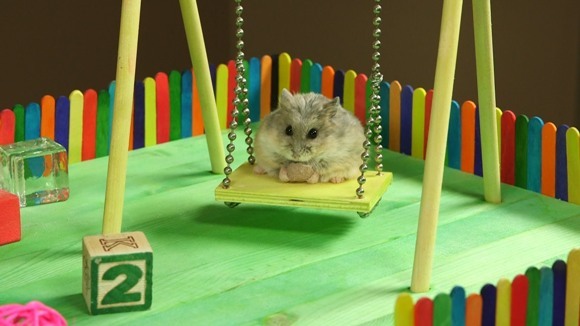 Ce se întâmplă când un hamster primește un parc de distracții, special creat pentru el? VIDEO