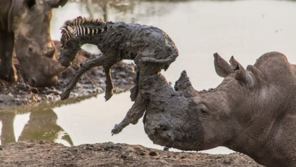 Imagini incredible: un rinocer salvează un pui de zebră, înțepenit în noroi – Galerie Foto