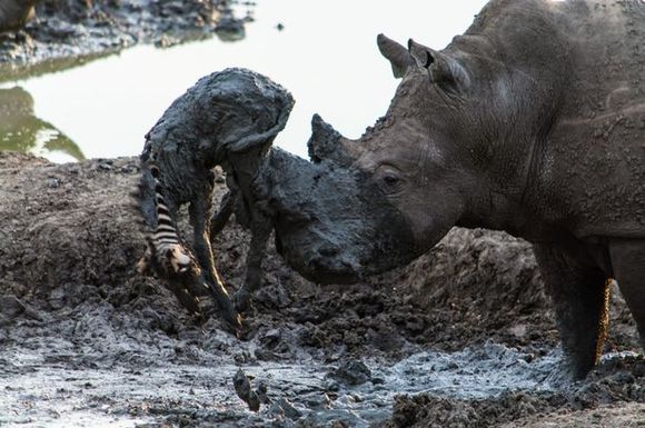 Imagini incredible: un rinocer salvează un pui de zebră, înțepenit în noroi (Galerie Foto)