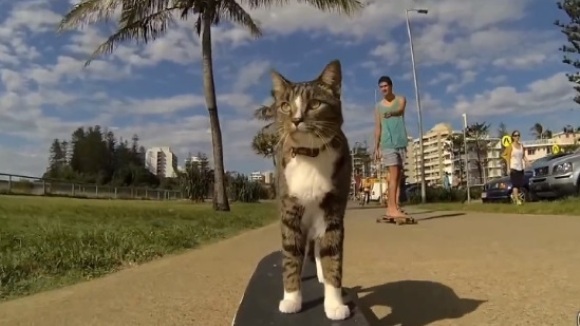 Pisica pasionată de skatebording. Nici “miau” nu zice! – VIDEO