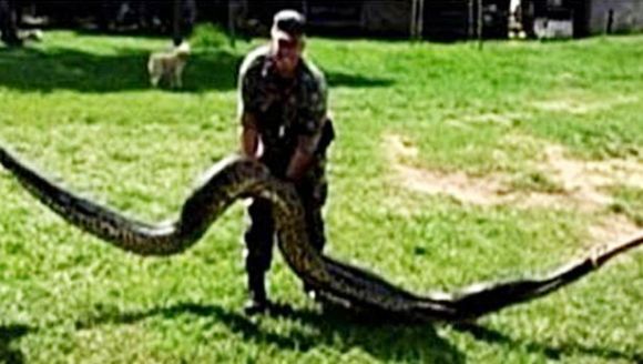 Anaconda de 7 metri, prinsă mâncându-le porcii unor săteni – VIDEO