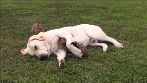 Ce se întâmplă când o pisică cere afecțiune de la un Labrador? Adorabil! VIDEO