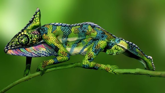 Iluzie optică fantastică! Ce este, de fapt, acest cameleon