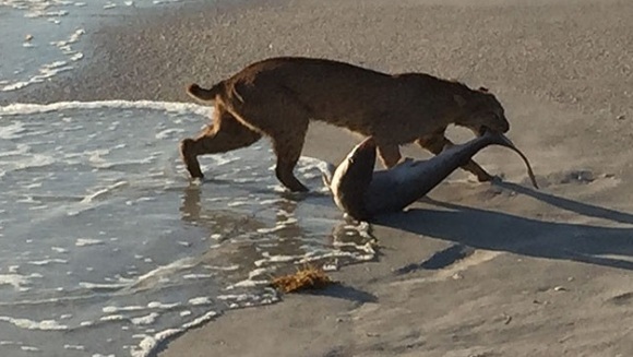 Cine e mai tare, rechinul sau pisica? Râs fotografiat în timp ce scotea un rechin din ocean