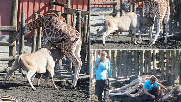 Girafă ucisă de o antilopă la o grădină zoologică, în fața privirilor terifiate ale vizitatorilor