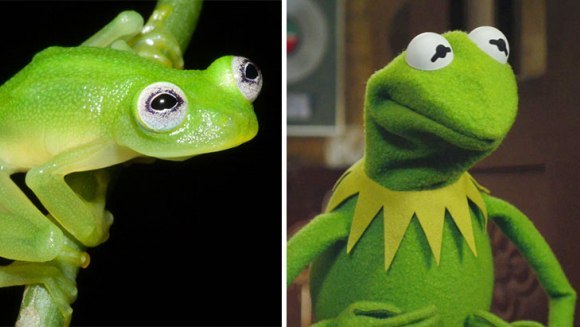 Descoperire : broscuța Kermit – reală în Costa Rica! – Galerie Foto