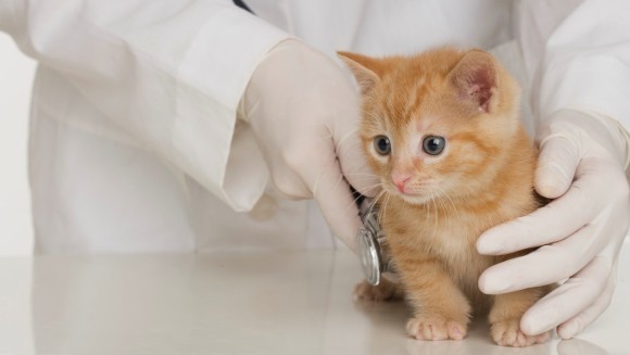 7 întrebări pe care ar trebui să le pui medicului veterinar al pisicii tale