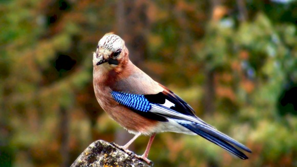 Gaița albastră (Garrulus glandarius)