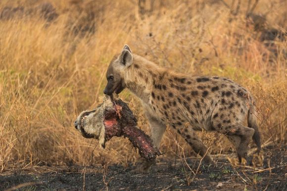 Triumf asupra regelui junglei: o hienă face paradă cu noul său trofeu – un leu decapitat (Galerie Foto)