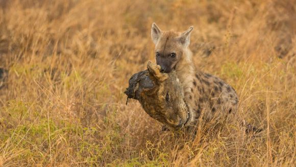 Triumf asupra regelui junglei: o hienă face paradă cu noul său trofeu – un leu decapitat – Galerie Foto