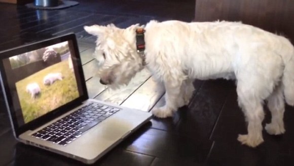 Westie este confuz! Crede că terrierii sunt blocați în ecran  – VIDEO