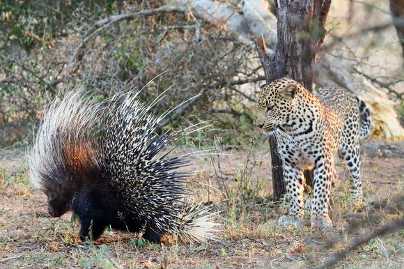 Vrea la prânz doi porci spinoşi… Ce crezi, reuşeşte să-i înhaţe? (Galerie Foto)