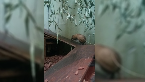 Acest tatu tocmai a devenit mascota celor care lunea muncesc…VIDEO