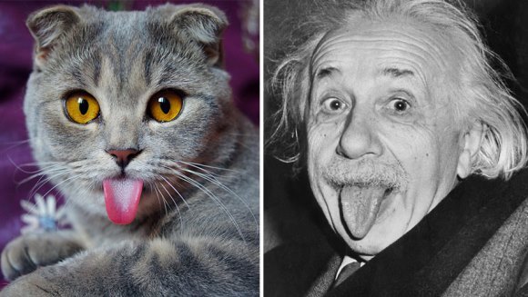 Grumpy cat, detronată! Melissa, felina care seamănă cu Einstein, este noua vedetă – Galerie foto