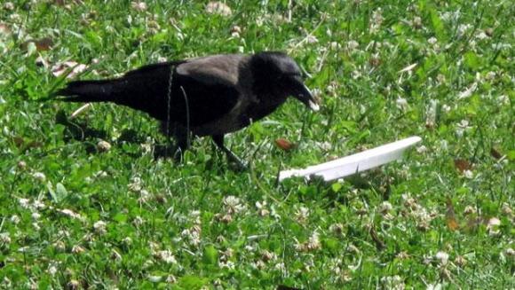 Ce face această cioară cu o farfurie găsită în parc te va lăsa fără cuvinte