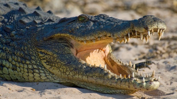 Un crocodil de 2 metri, strivit de o femeie de 120 de kilograme