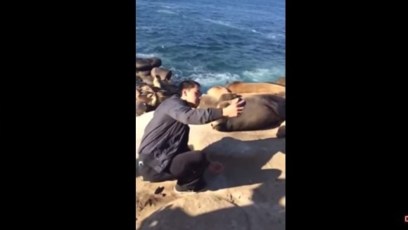 Vrea să își facă un selfie cu leul de mare, dar animalul are alte planuri – VIDEO