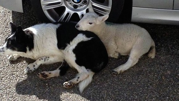 Pet, mielul care se crede câine – Foto și video