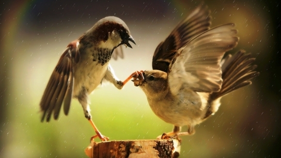 13 păsări care iubesc să fie nesuferite  – Galerie foto