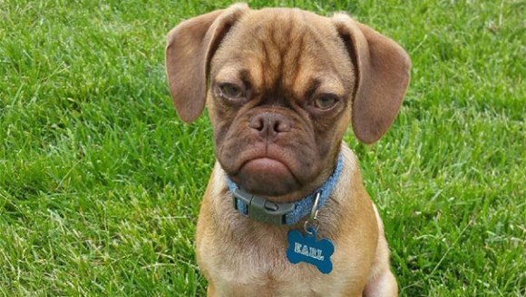 Grumpy cat şi-a întâlnit perechea: Grumpy dog! – Galerie Foto