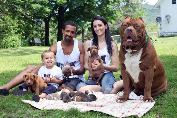 Cel mai mare pitbull din lume e tată! Cât valorează puii lui (Galerie Foto)