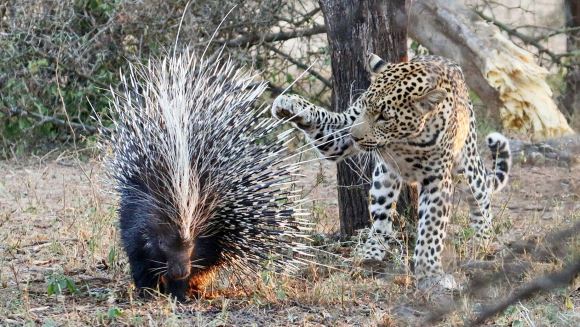 Vrea la prânz doi porci spinoşi… Ce crezi, reuşeşte să-i înhaţe? – Galerie Foto