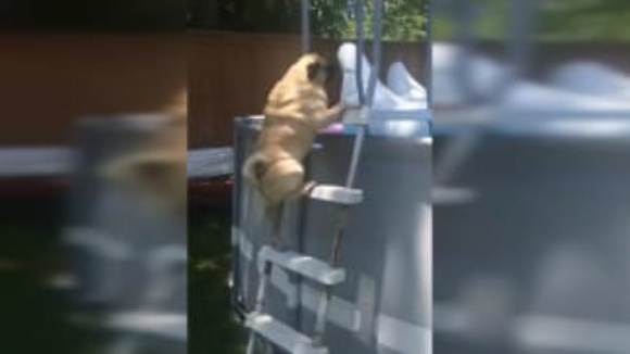 Prea entuziasmat ca să mai aștepte să fie urcat în piscină – VIDEO