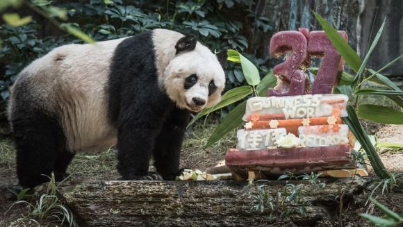 Jia Jia a intrat în Cartea Recordurilor, pentru cel mai vârstnic panda din lume