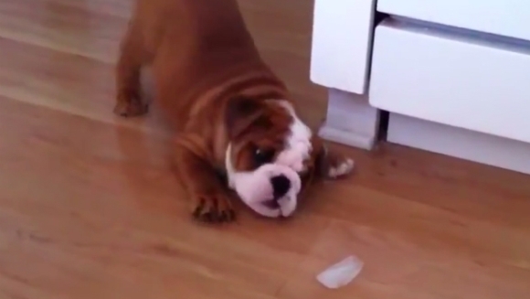 Încăierare mare între un bulldog şi… un cub de gheaţă – VIDEO