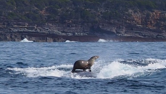 Diii, balena! Foca ce a ieșit la plimbare pe spatele unei balene