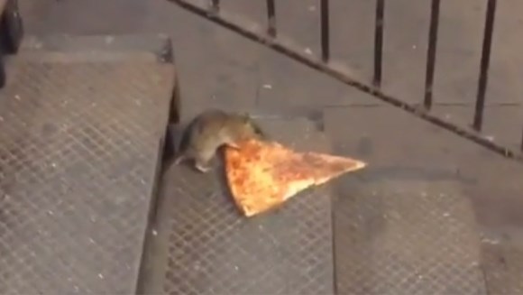 Viral: Ce face un şobolan cu o felie de pizza