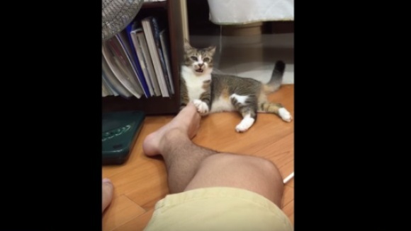 I-a mușcat talpa stăpânului și a leșinat… Care să fie cauza, oare? VIDEO