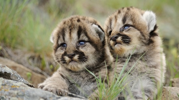 10 gesturi de-ale animalelor, care te vor lăsa cu gura căscată