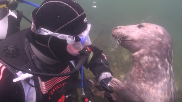 Foca i-a cerut scafandrului să o mângâie pe burtică. Ce a urmat – VIDEO adorabil