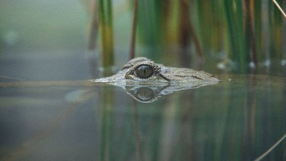 Descoperire: Crocodilii pot dormi cu un ochi deschis, dacă în preajmă sunt oameni