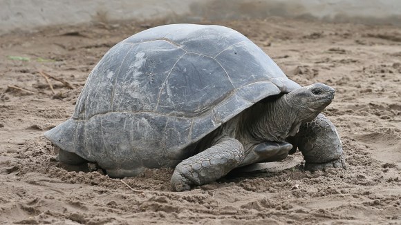 Cât trăiesc animalele – durata de viaţă a necuvântătoarelor