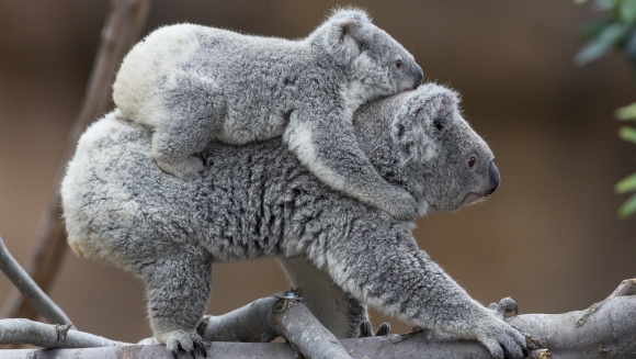 Cele mai drăgălaşe fotografii cu koala, din toate timpurile – Galerie Foto