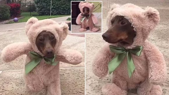 Doar un clip extrem de amuzant, cu un câine ce poartă cel mai adorabil costum… VIDEO