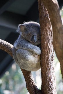 Cele mai drăgălaşe fotografii cu koala, din toate timpurile (Galerie Foto)