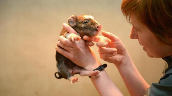 Porci pitici vor fi modificaţi genetic, pentru a rămâne mici. Cu cât vor fi vânduţi apoi