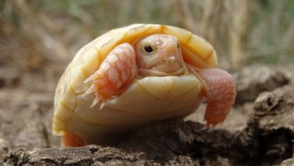 Curiozitate: broască ţestoasă a fost atinsă de albinism