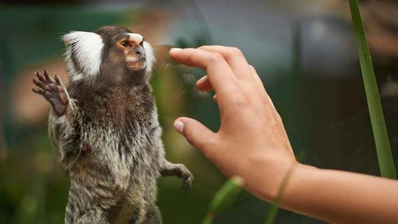 Cinci adevăruri pe care trebuie să le aflăm, despre grădinile zoologice