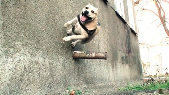 Cel mai talentat câine la parkour