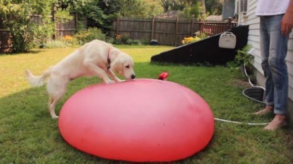 Când un câine confuz sparge un balon gigant plin cu apă, în slow-motion – VIDEO