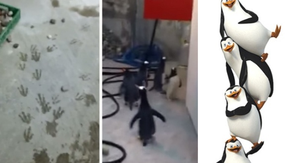 Un grup de pinguini a încercat să evadeze dintr-o grădină zoologică. Să se fi uitat la Madagascar? VIDEO