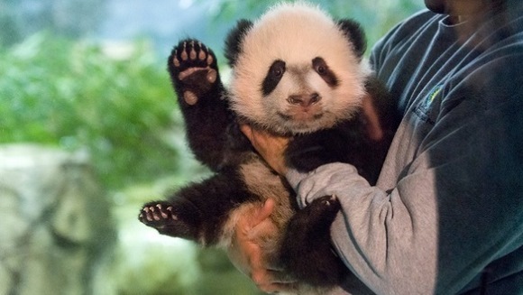 Adorabil! Bei Bei, un pui de panda gigant, botezat de prima doamnă a SUA, este vedeta unei grădini zoologice