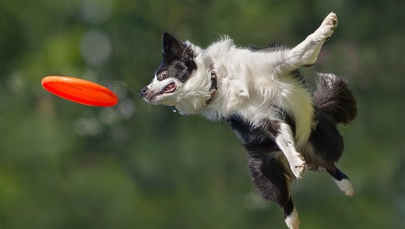 Câini zburători?! Există! Dovada – cea mai tare galerie foto!