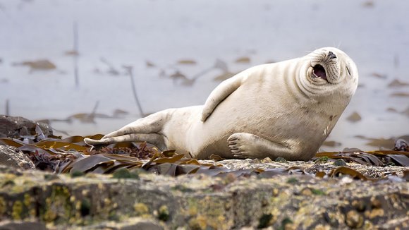 Cele mai amuzante fotografii cu animale au fost premiate. Care este câştigătoarea din 2015 – Galerie Foto