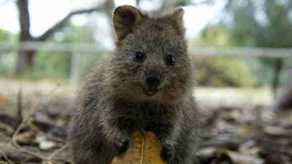 Zâmbitorul Quokka are o surpriză pentru toată lumea